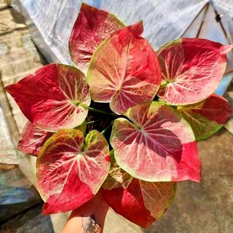 Tanaman Hias Keladi Buasawan Bunga Hias Keladi Caladium Anakan Buasawan Murah BUKAN BONGGOL Tanaman 