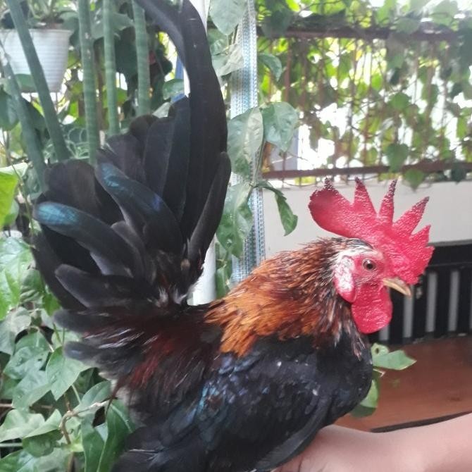 SALE  AYAM HIAS (KATE CEPER/KATE SNI/ KATE KRIKIL/KATE WARENG/ANAK KATE)