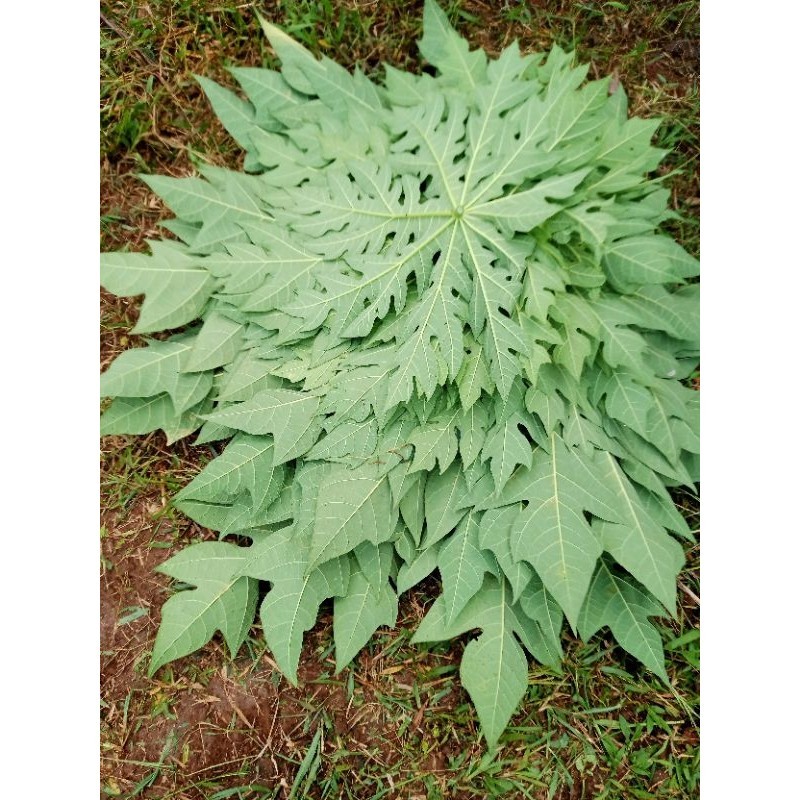 

daun pepaya20 lembar fres