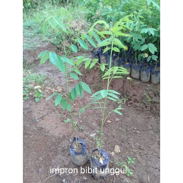 Bibit indigofera pakan ternak