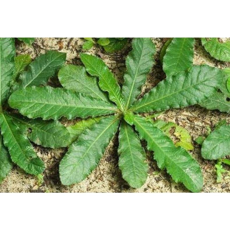 

1KG BUBUK POWDER SERBUK DAUN TAPAK LIMAN ISI 1 KG RO41