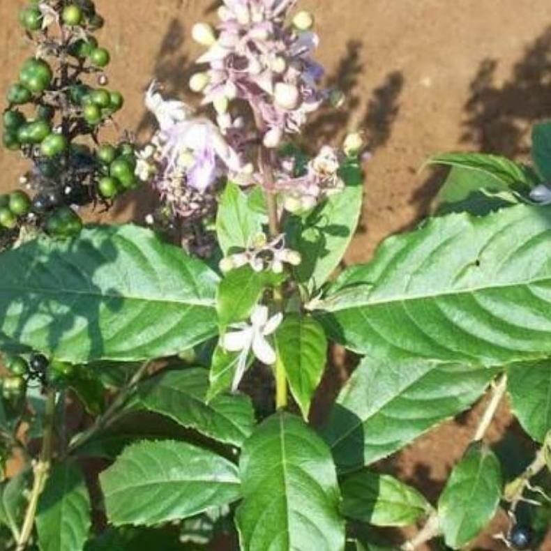 

BUBUK SERBUK SRIGUNGGU 1 KG RO08