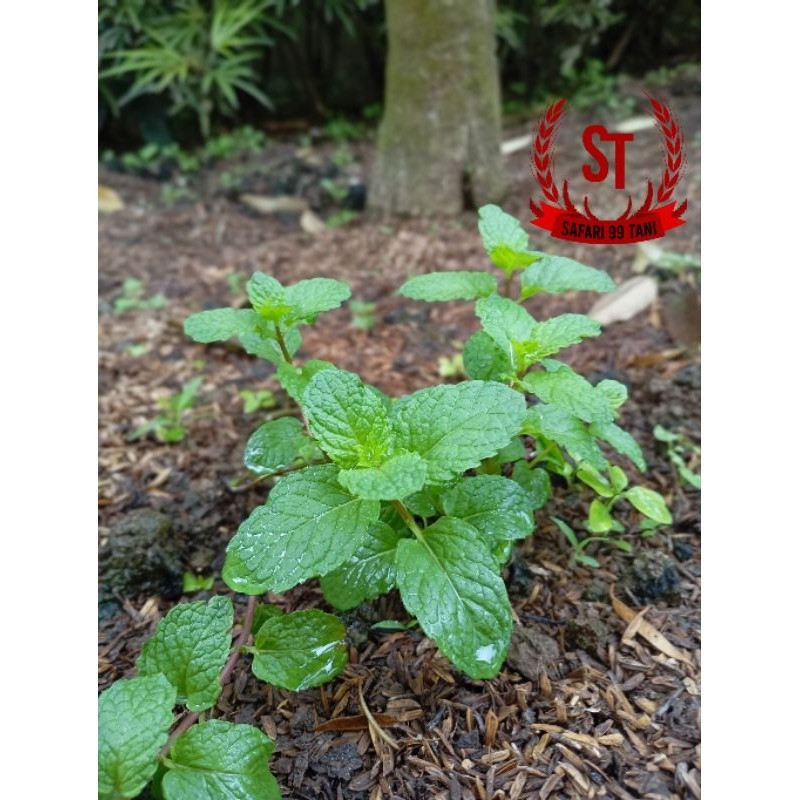 

daun mint l daun min segar l daun min fresh l daun mint dipetik langsung dipohon
