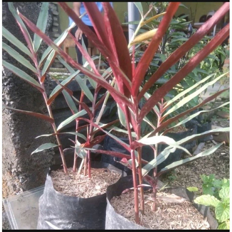 BIBIT JAHE WULUNG (JAHE HITAM)