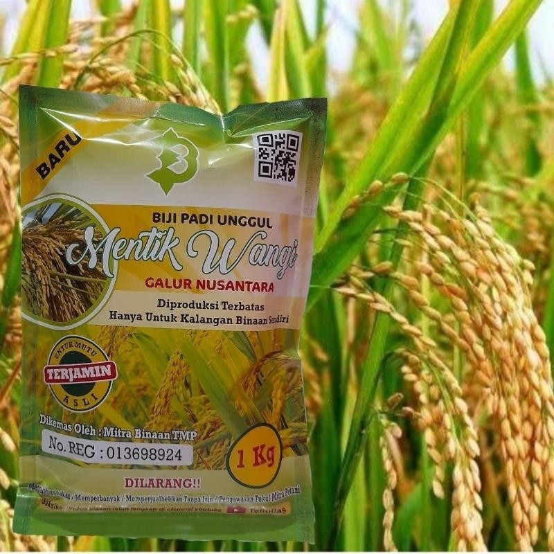 

Padi Mentik Wangi Super Premium / Biji Padi Unggul Mentik Wangi / Mentik Wangi Kualitas Terbaik