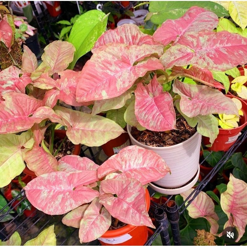 Tanaman Hias Syngonium Pink Candy Remaja 3-4Daun Bunga Hias Syngonium Singonium Perfect BUKAN BONGGO