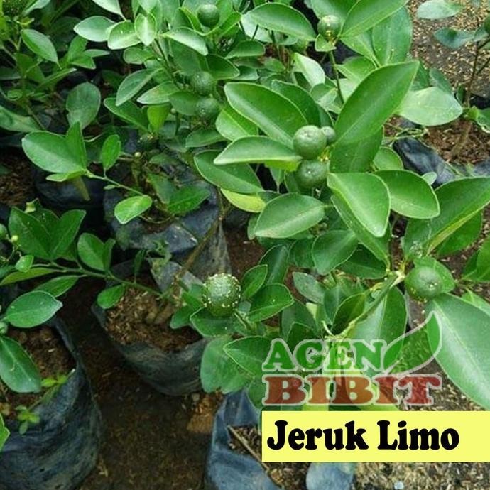 Bibit Pohon Jeruk Limo sudah Berbuah - Tanaman Daun Jeruk Limau