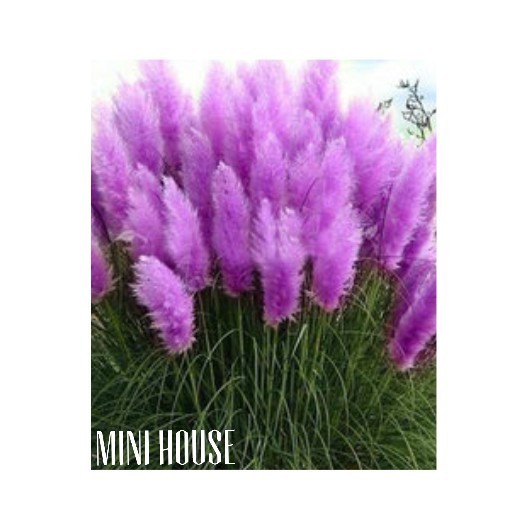 BIJI BIBIT BENIH PAMPAS GRASS UNGU IMPORT