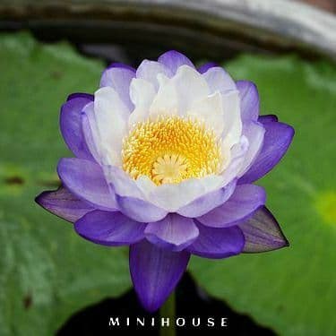 BENIH BIBIT BIJI LOTUS TERATAI AIR IMPORT