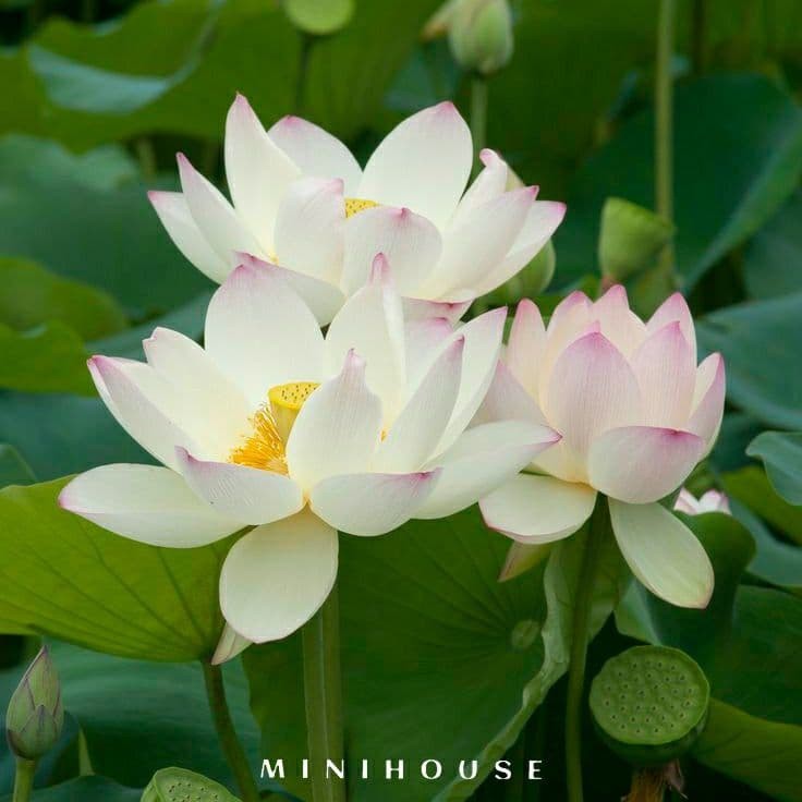 BENIH BIBIT BIJI LOTUS TERATAI AIR IMPORT