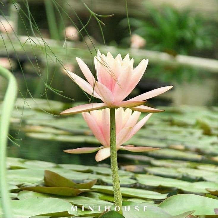 BENIH BIBIT BIJI LOTUS TERATAI AIR IMPORT