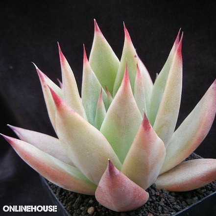 BENIH BIBIT BIJI SUKULEN SUCCULENT IMPORT