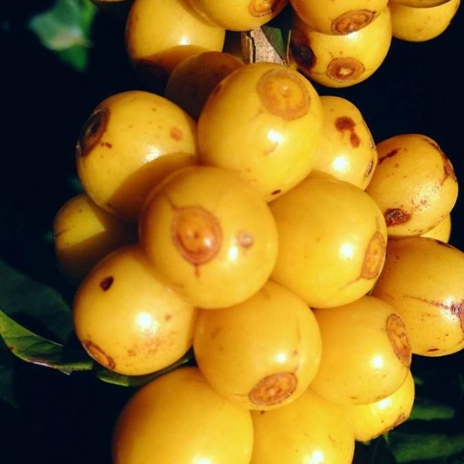 

Brazillian Bourbon (200 Gram) Roasted Coffee Beans Specialty Biji Kopi