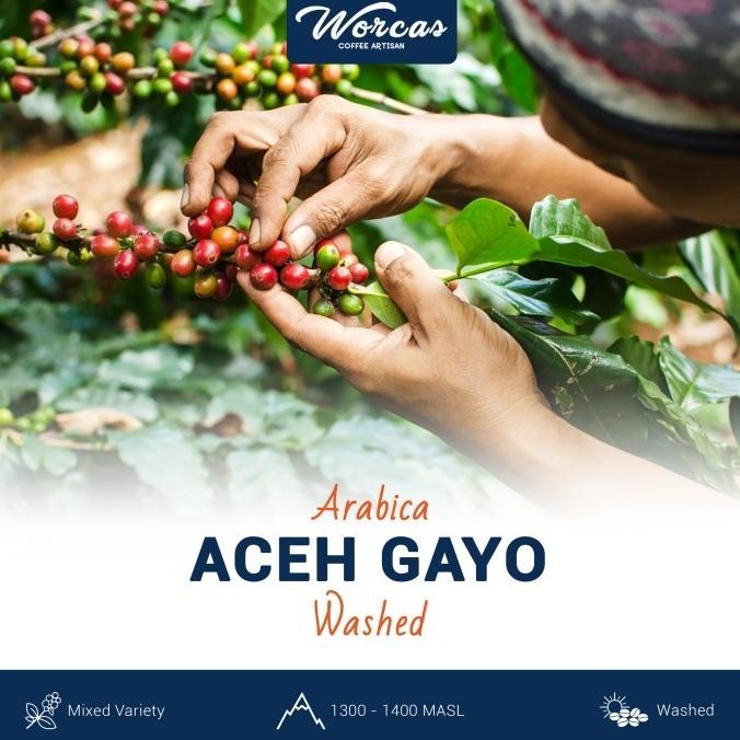 

Aceh Gayo Arabica Green Bean 1Kg (Biji Kopi Mentah)