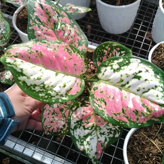 Tanaman Hias Koleksi Aglonema Tricolor