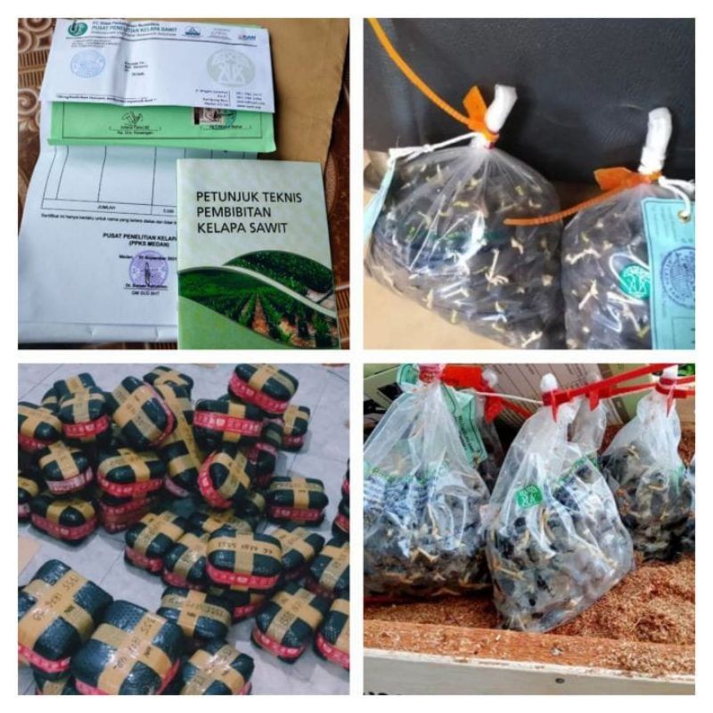 Bibit sawit unggul jaya PPKS