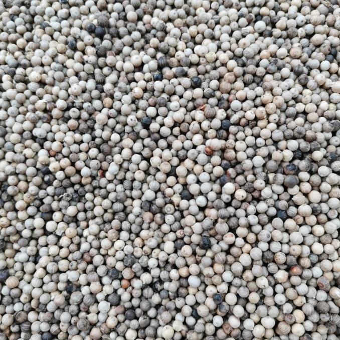 

Lada putih Original 500gr / kg BS81