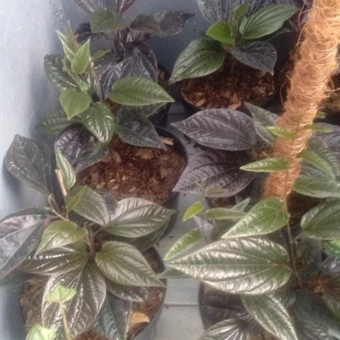 [Ready] Tanaman Herbal Sirih Jambi Merah/Bibit Daun Sirih Kalimantan Unik