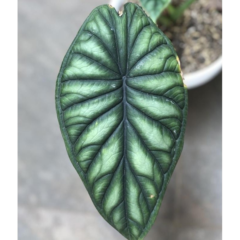 [Bisa Cod] Tanaman Hias Alocasia Baginda Dragon Scale Murah