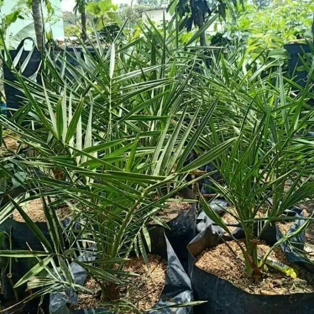 Pohon Kurma Ajwa Murah ( Bibit Pohon Kurma ) Umur 3 Tahun