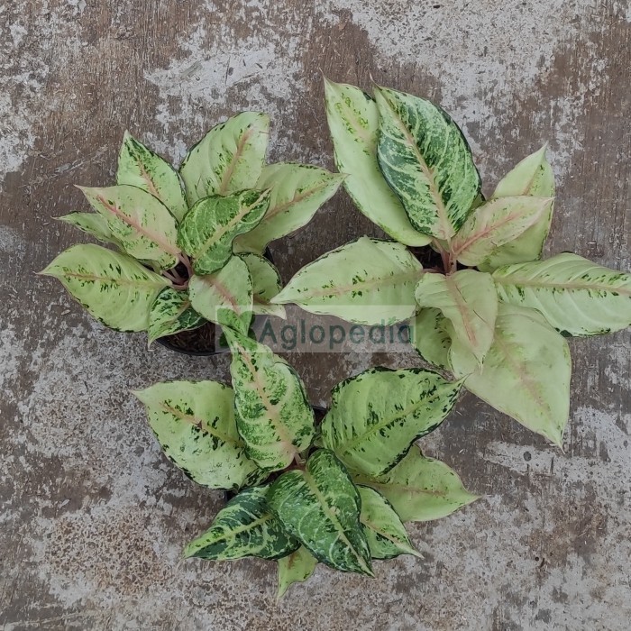 Aglonema Frozen Dewasa - Aglopedia