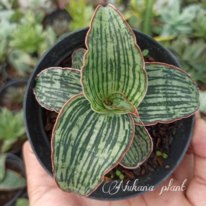 Sansevieria Cleopatra