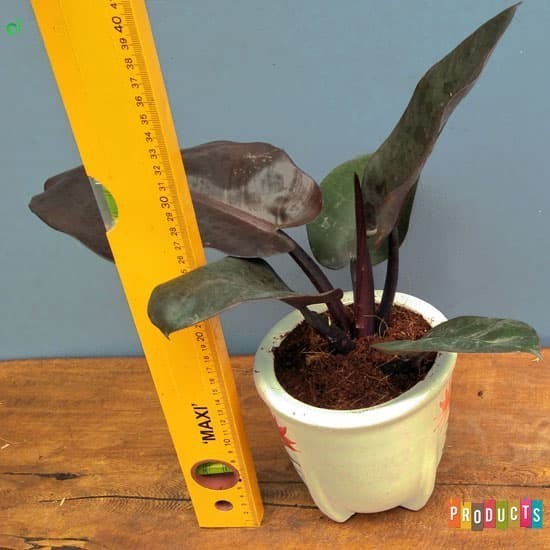 Tanaman Philodendron Imperial Red Cardinal