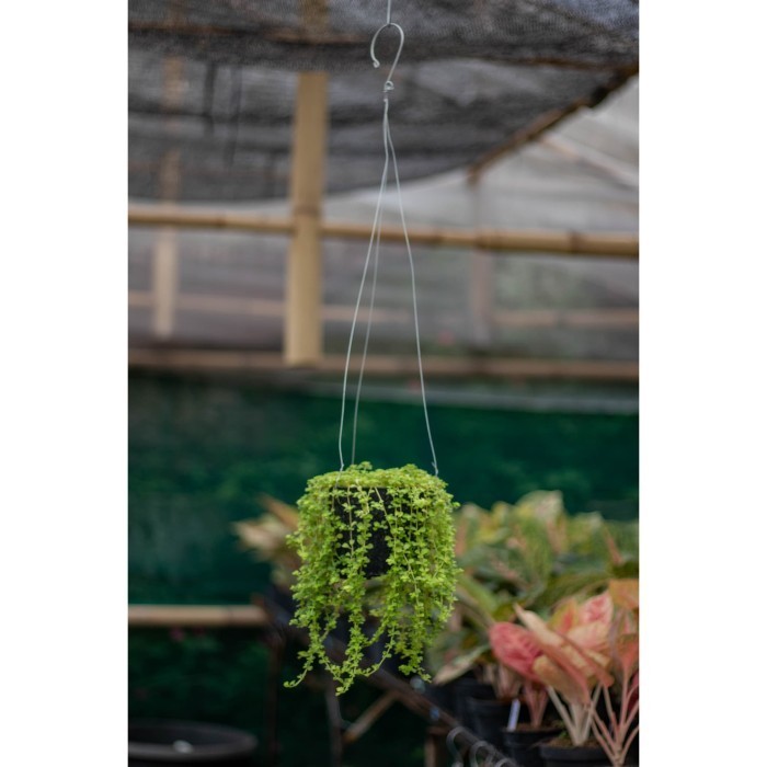 Tanaman Hias Pilea Depressa Baby Tears Pinokkio