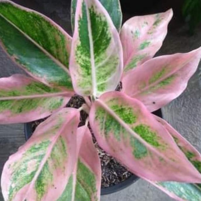 [New] Tanaman Hias Aglonema Lotus Kw/Lipstik Puding