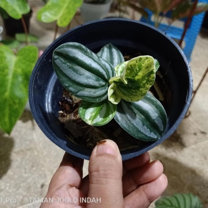 [Baru] Tanaman Hias Peperomia Watermelon Varigata