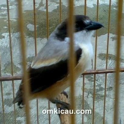 pentet blangkon bahan (bondolan)