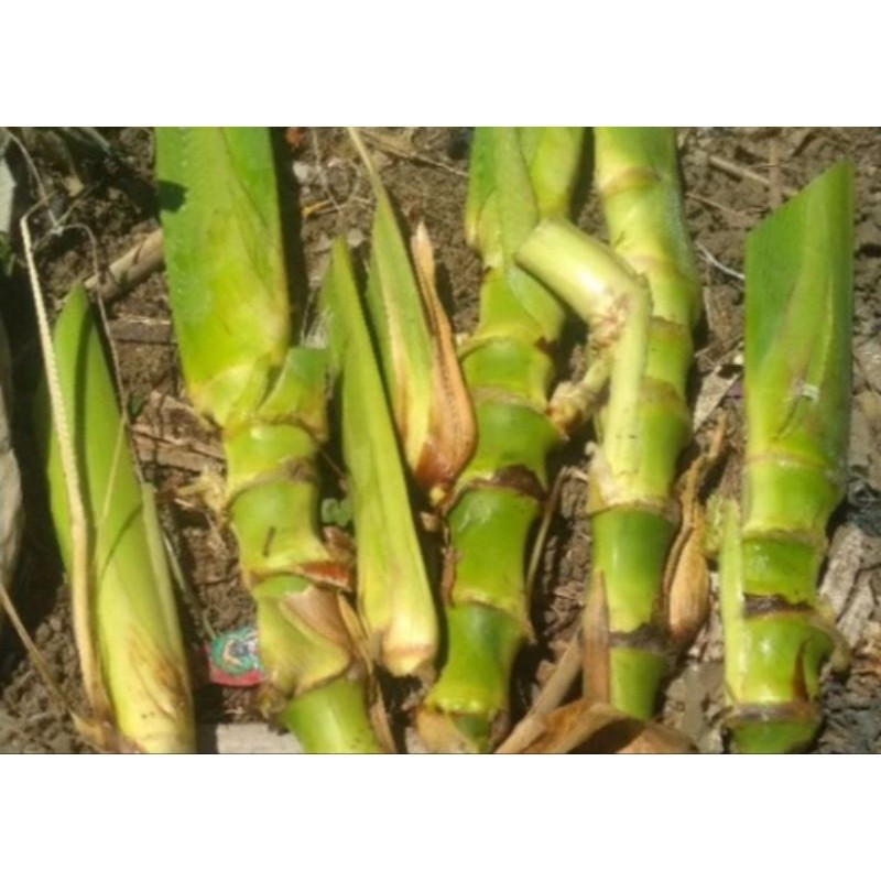 BIBIT RUMPUT SUPER GUATEMALA ISI 10 STEK