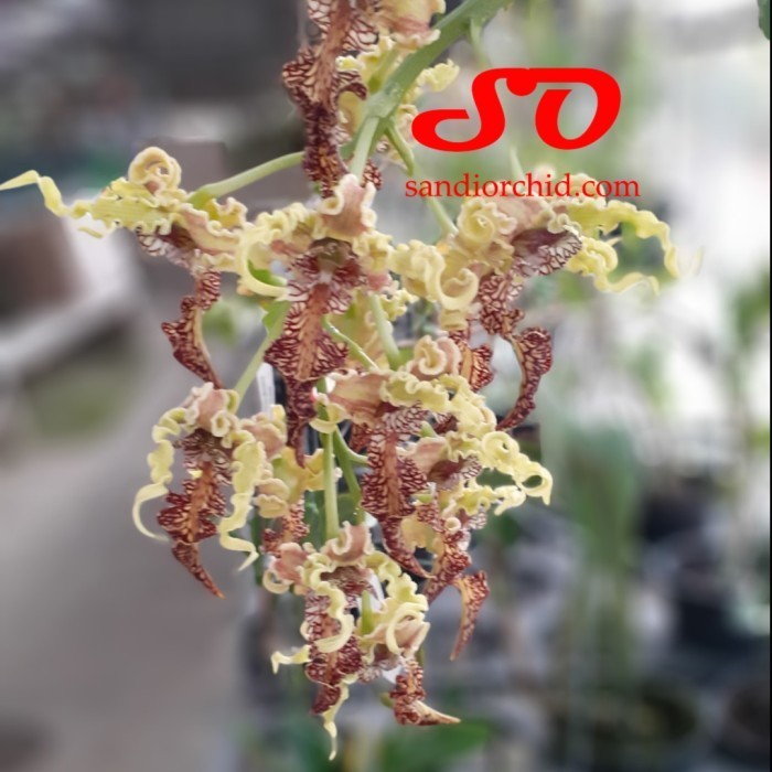 Dendrobium Spectabile Remaja