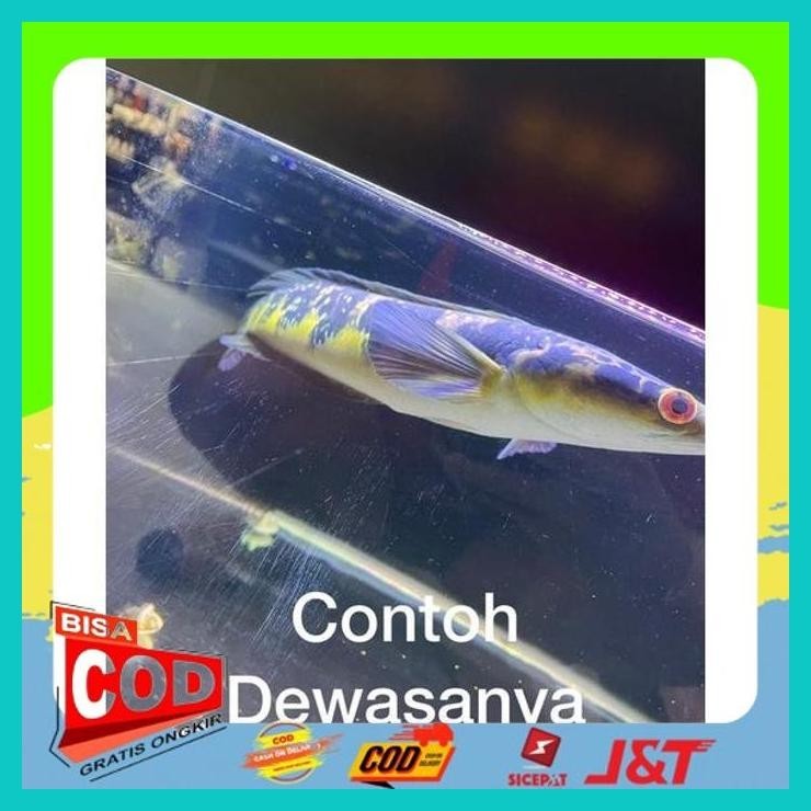 

YELLOW SENTARUM NEW POST + STICKER TOKO ALISUP