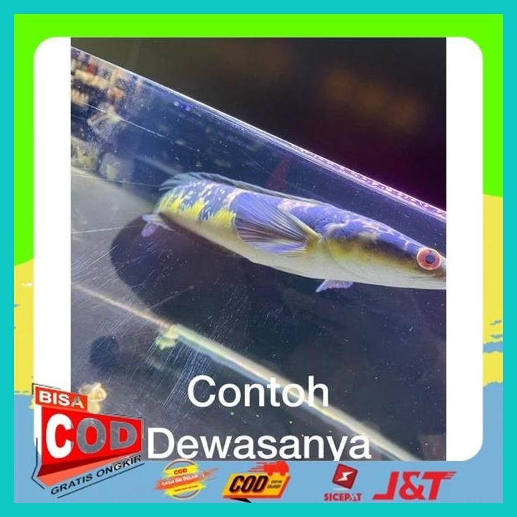 

YELLOW SENTARUM NEW POST + STICKER TOKO ALISUP