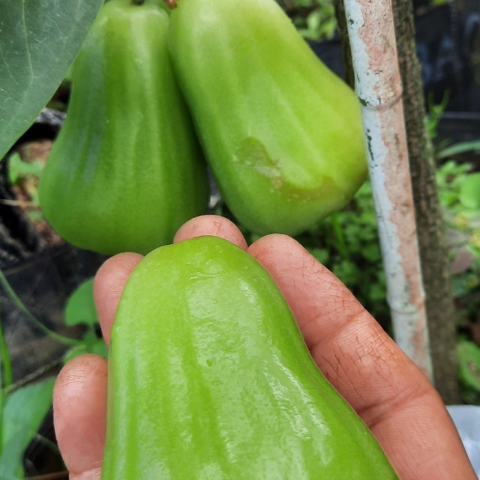 BIG SALE bibit jambu green giant cangkok