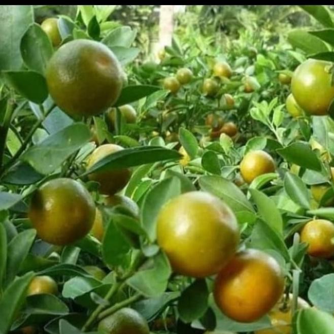 pohon buah jeruk songkit/jeruk kunci bibit pohon buah jeruk TOS