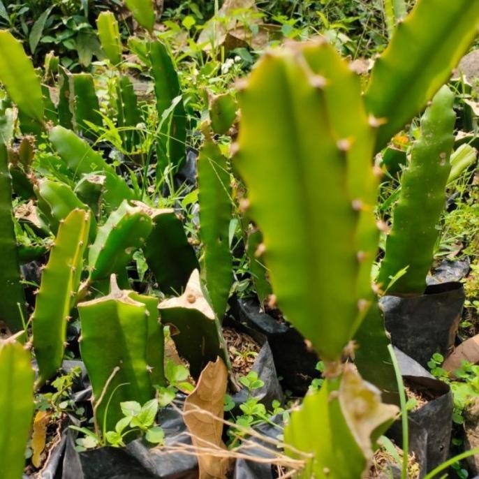 Bibit Tanaman Buah Naga Merah Super - pohon buah naga jumbo MAJU TOS