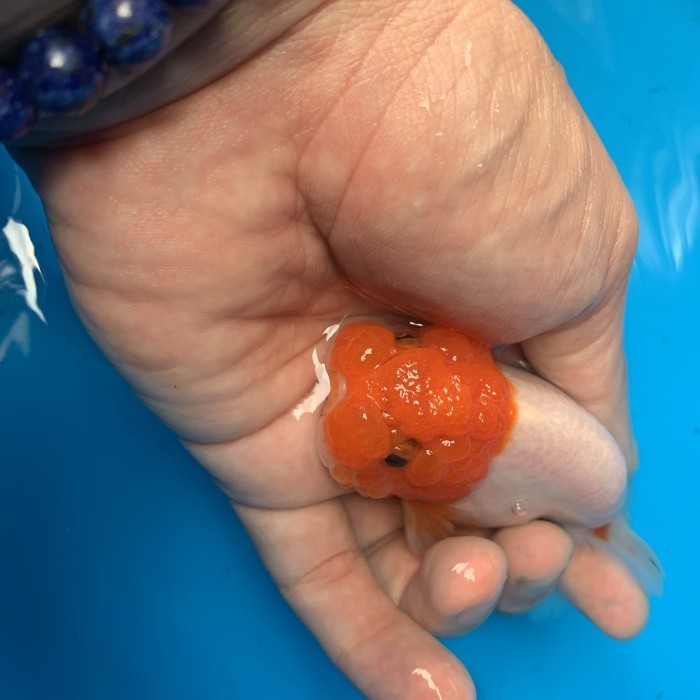 MASKOKI RANCHU BUFFALO REDHEAD