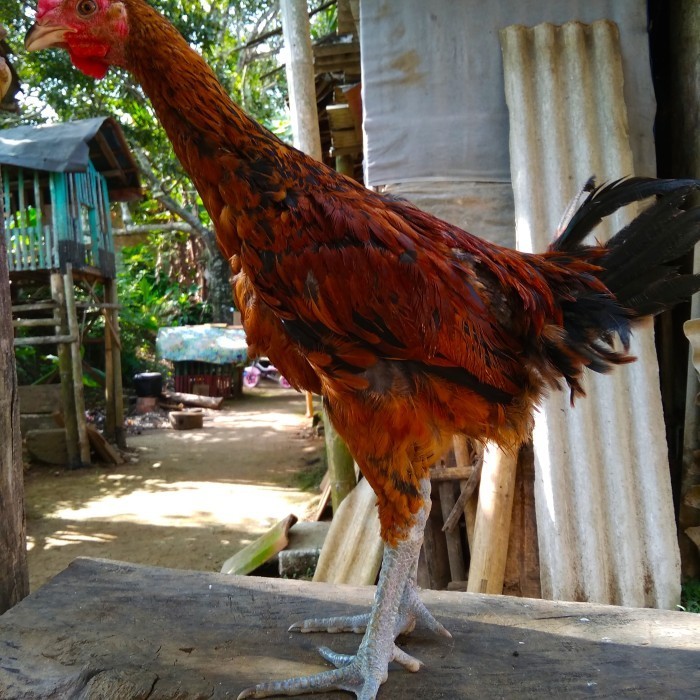 Paket Sepasang Anakan Ayam Pelung Jumbo Usia 3Bulan