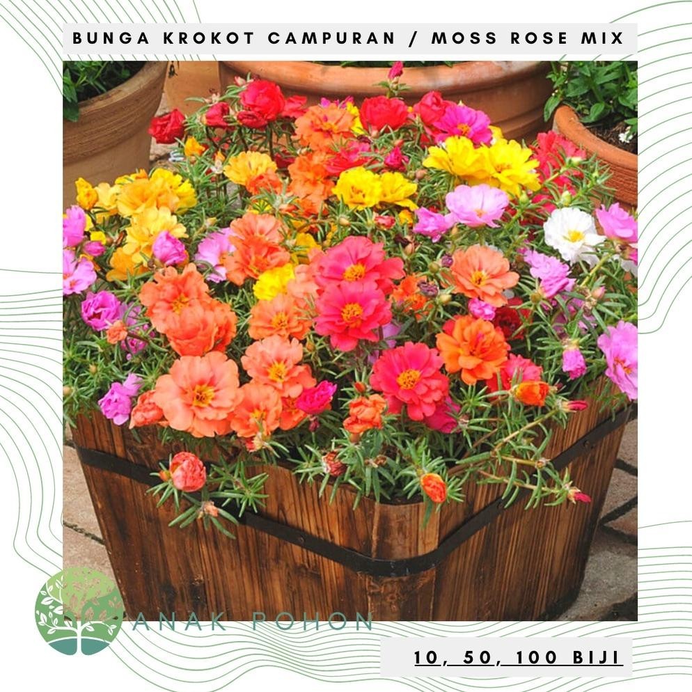 Benih Bibit Biji - Bunga Krokot Moss Rose Mix (Portulaca grandiflora) Krokot Mawar Single & Double F