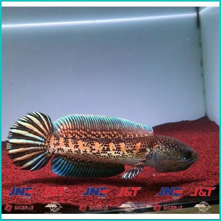 

BISMILLAH PAKET 4 CHANNA AURANTI GREAD A 4-5 CM ALISUP