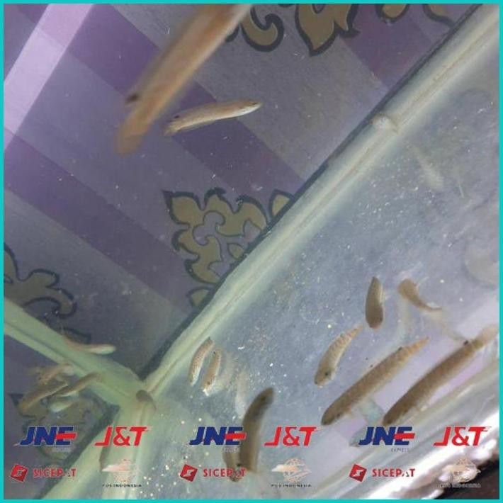 

BISMILLAH IKAN CHANNA BLEHERI ALISUP