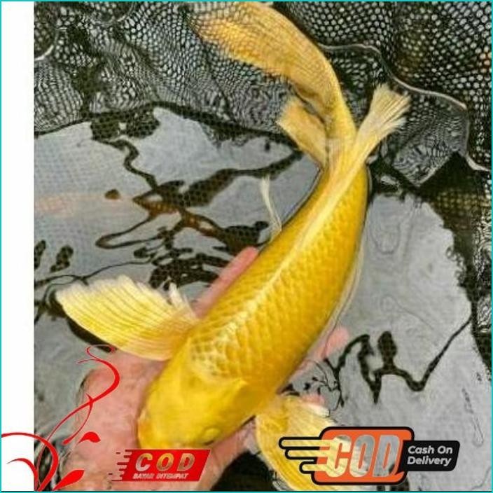 

BISMILLAH KOI OGON SLAYER BERKUALITAS GRADE A+ UKURAN 20-30CM ALISUP