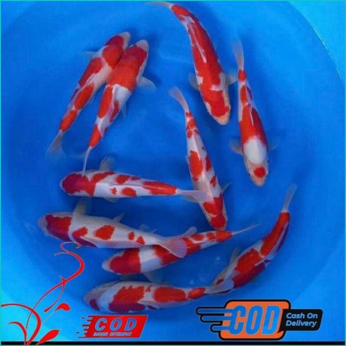 

BISMILLAH KOI KOHAKU GRADE A UKURAN 20-25CM ALISUP