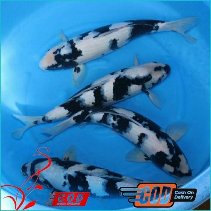 

BISMILLAH KOI SHIRO GRADE A UKURAN 30-35CM ALISUP