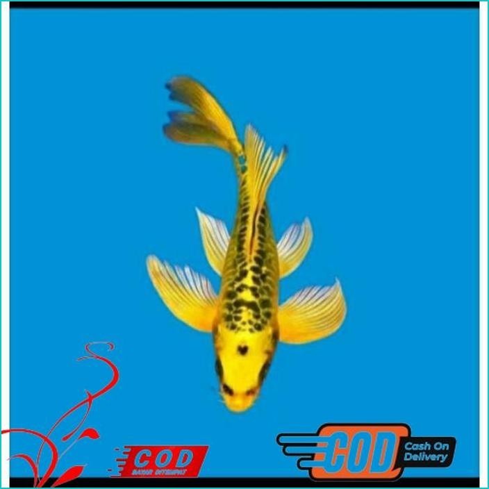 

BISMILLAH PAKET 3 EKOR KOI SLAYER GRADE A UKURAN 15-20CM ALISUP