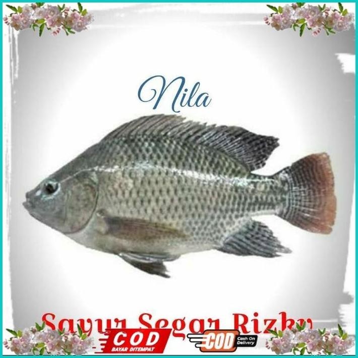 

BISMILLAH IKAN NILA 1KG ALISUP