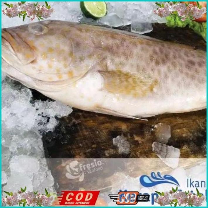 

BISMILLAH IKAN KERAPU SUPER/IKAN KERAPU BESAR SEGAR / IKAN LAUT SEGAR 1 KG ALISUP