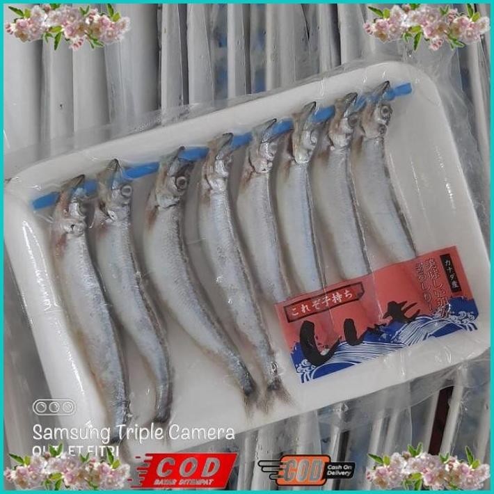 

BISMILLAH IKAN SHISAMO FULL TELUR (FEMALE) - IKAN CIPUNG - IKAN CAPELIN ALISUP